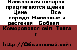 Кавказская овчарка -предлагаются щенки › Цена ­ 20 000 - Все города Животные и растения » Собаки   . Кемеровская обл.,Тайга г.